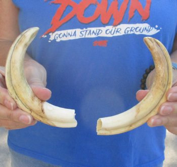 Authentic Matching pair of 7 inch Warthog Tusks - $29/pair