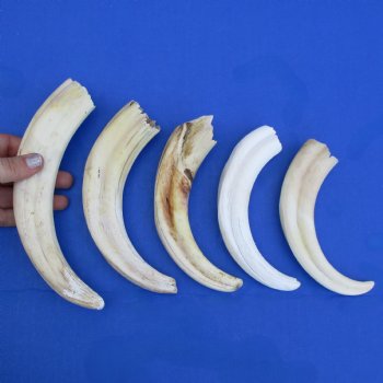 B-Grade 7" to 8-3/4" Ivory Tusks from African Warthogs, 5 pc - $45