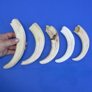 B-Grade 7" to 8-3/4" Ivory Tusks from African Warthogs, 5 pc - $45