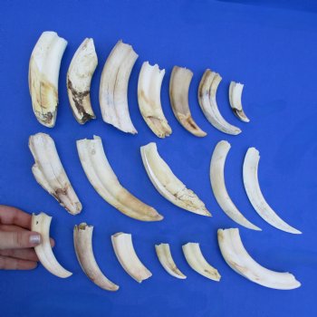 B-Grade 2" to 6" Ivory Tusks from African Warthogs, 18 pc - $30