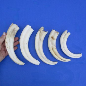 B-Grade 7" to 8-3/4" Ivory Tusks from African Warthogs, 5 pc - $45