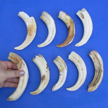 B-Grade 5" to 6" Ivory Tusks from African Warthogs, 9 pc - $30