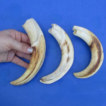 8" Ivory Tusks from African Warthogs, 3 pc - $63