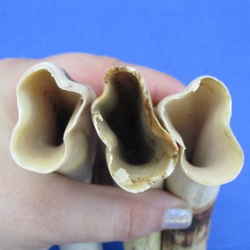 8" Ivory Tusks from African Warthogs, 3 pc - $63