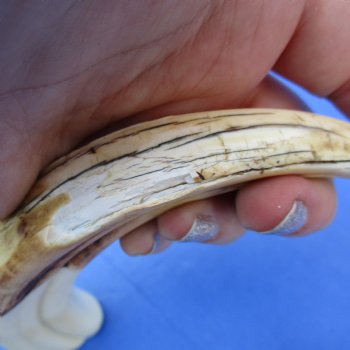 8" Ivory Tusks from African Warthogs, 3 pc - $63