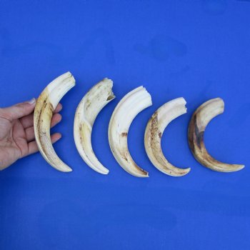 7" Ivory Tusks from African Warthogs, 5 pc - $60