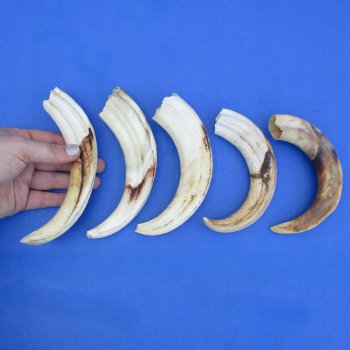 7" Ivory Tusks from African Warthogs, 5 pc - $60