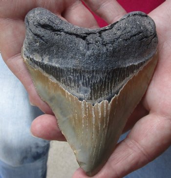 4-1/4 by 3-3/8 inches High Quality Megalodon Fossil Shark Tooth for Sale - $90