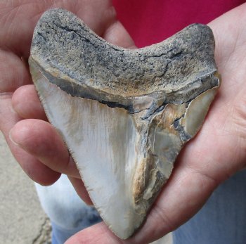 4-1/4 by 3-3/8 inches High Quality Megalodon Fossil Shark Tooth for Sale - $90