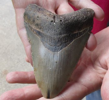 4-1/4 by 2-7/8 inches High Quality Megalodon Fossil Shark Tooth for Sale - $90