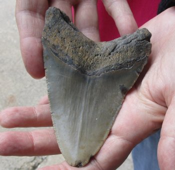 4-1/4 by 2-7/8 inches High Quality Megalodon Fossil Shark Tooth for Sale - $90