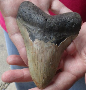 4-1/2 by 3-1/4 inches High Quality Megalodon Fossil Shark Tooth for Sale - $100