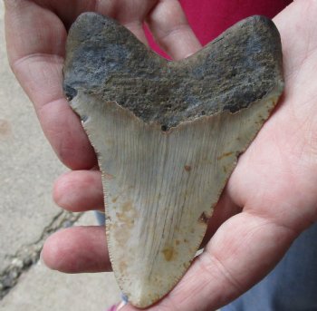 4-1/2 by 3-1/4 inches High Quality Megalodon Fossil Shark Tooth for Sale - $100