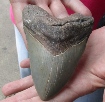 4-1/4 by 3-1/8 inches High Quality Megalodon Fossil Shark Tooth for Sale - $90