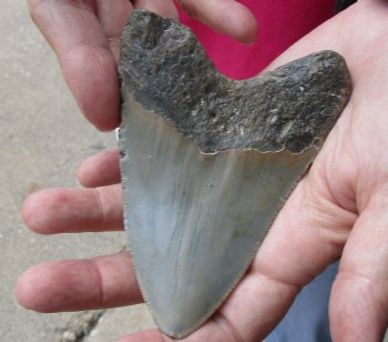 4-1/4 by 3-1/8 inches High Quality Megalodon Fossil Shark Tooth for Sale - $90