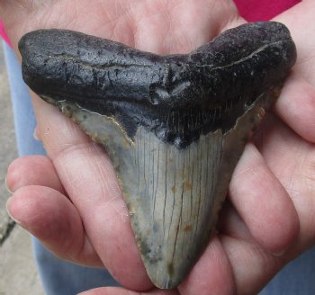 4 by 3-1/2 inches High Quality Megalodon Fossil Shark Tooth for Sale - $90