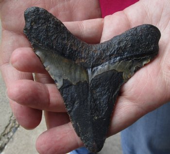 4 by 3-1/2 inches High Quality Megalodon Fossil Shark Tooth for Sale - $90