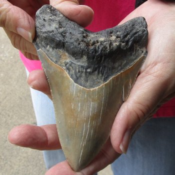 4-5/8 by 3-1/8 inches High Quality Megalodon Fossil Shark Tooth for Sale - $100