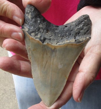 4-5/8 by 3-1/8 inches High Quality Megalodon Fossil Shark Tooth for Sale - $100