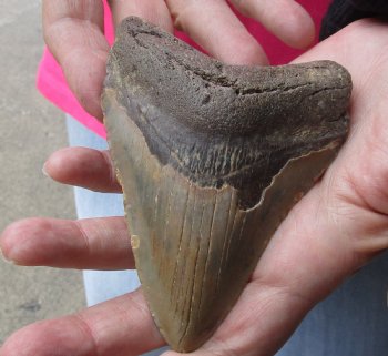 4-3/8 by 3-1/8 inches High Quality Megalodon Fossil Shark Tooth for Sale - $90