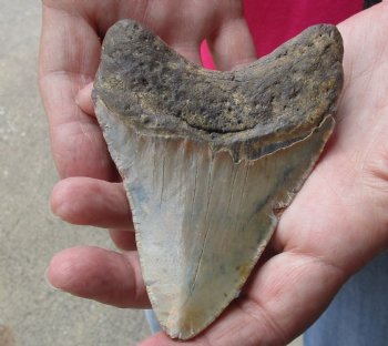 4-3/8 by 3-1/8 inches High Quality Megalodon Fossil Shark Tooth for Sale - $90