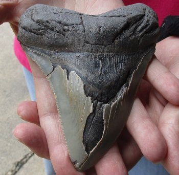 4-3/4 by 3-7/8 inches High Quality Megalodon Fossil Shark Tooth for Sale - $100