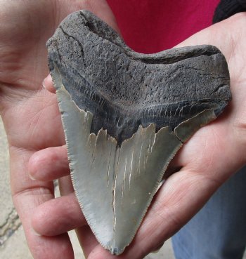 4-3/4 by 3-7/8 inches High Quality Megalodon Fossil Shark Tooth for Sale - $100