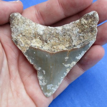 Natural, Uncleaned 2-5/8" x 2-1/4" Megalodon Tooth - $20