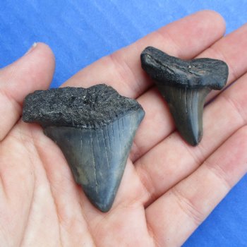 1-7/8" and 1-3/8" Megalodon Teeth - $28