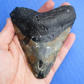 Discounted 4" x 3-1/2" Megalodon Tooth - $65