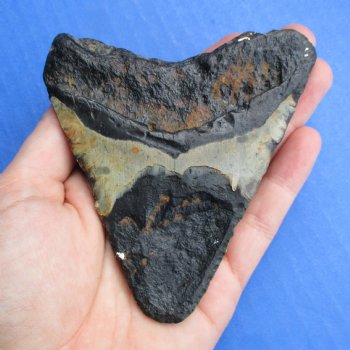 Discounted 4" x 3-1/2" Megalodon Tooth - $65