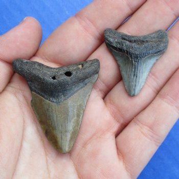 1-3/4" and 1-1/8" Megalodon Teeth - $28