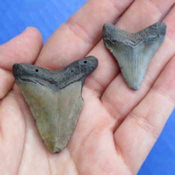 1-3/4" and 1-1/8" Megalodon Teeth - $28