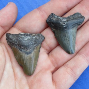 1-1/2" and 1-3/8" Megalodon Teeth - $28