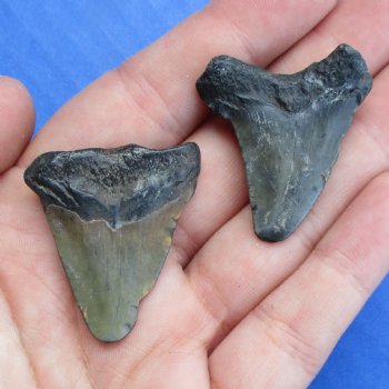 1-1/2" and 1-3/8" Megalodon Teeth - $28