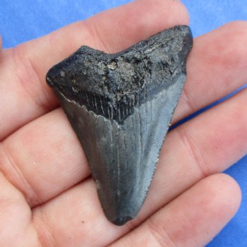 1-3/4" x 1-1/4" Megalodon Tooth - $19