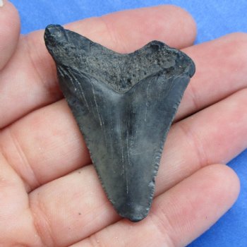 1-3/4" x 1-1/4" Megalodon Tooth - $19