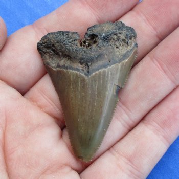 1-3/4" x 1-1/4" Megalodon Tooth - $19