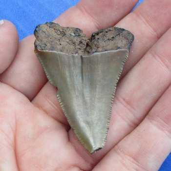 1-3/4" x 1-1/4" Megalodon Tooth - $19