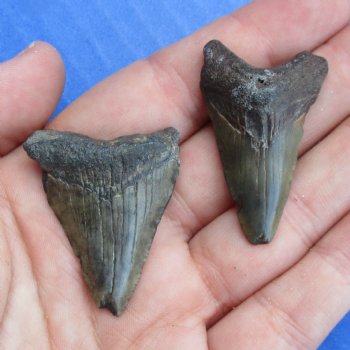 1-1/2" and 1-1/8" Megalodon Teeth - $28