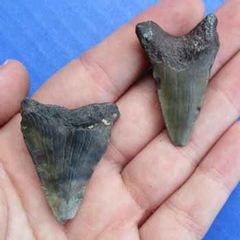 1-7/8" and 1-3/8" Megalodon Teeth - $28