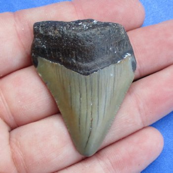 1-5/8" x 1-1/8" Megalodon Tooth - $19