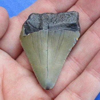 1-5/8" x 1-1/8" Megalodon Tooth - $19