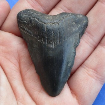 1-7/8" x 1-1/4" Megalodon Tooth - $19