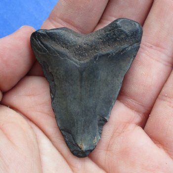 1-7/8" x 1-1/4" Megalodon Tooth - $19