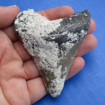 Natural, Uncleaned 2-3/4" x 2-1/4" Megalodon Tooth - $20