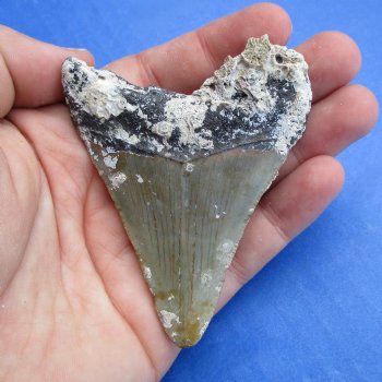 Natural, Uncleaned 2-3/4" x 2-1/4" Megalodon Tooth - $20