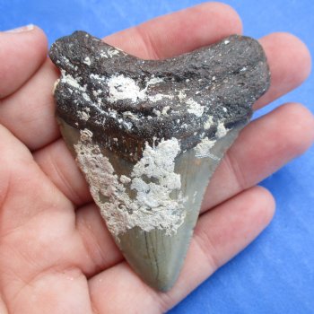 Natural, Uncleaned 2-1/2" x 1-7/8" Megalodon Tooth - $20