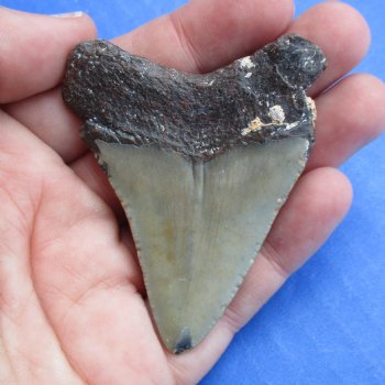 Natural, Uncleaned 2-1/2" x 1-7/8" Megalodon Tooth - $20