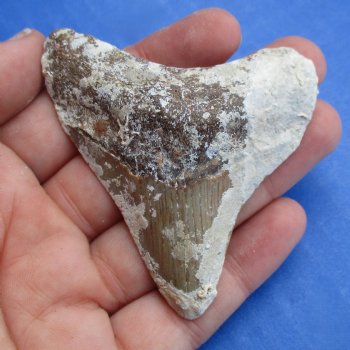 Natural, Uncleaned 2-5/8" x 2-1/4" Megalodon Tooth - $20